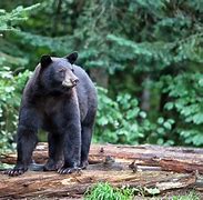 Image result for Big Bear Zoo Animals