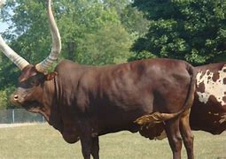 Image result for Cattle in Uganda