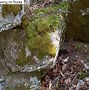 Image result for Phylum Moss