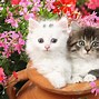 Image result for Colorful Kitty Cat