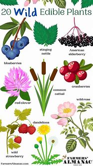 Image result for Wild Edible Plants Field Guide