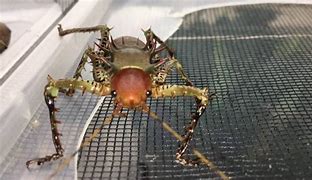Image result for Giant Cricket of Africa