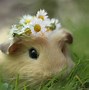 Image result for Cool Hamster