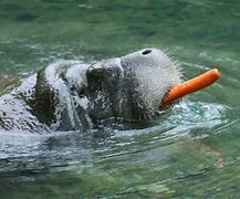 Image result for Sea Cow Meme