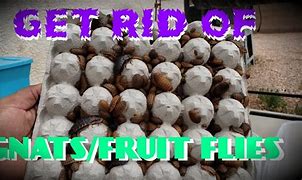 Image result for How to Get Rid of Gnats Fruit Flies