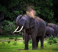 Image result for National Animal Elephant