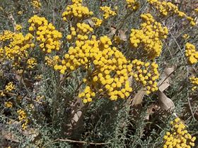 Image result for Helichrysum microphyllum