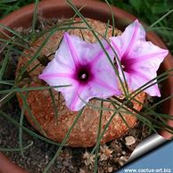 Image result for Ipomoea Bolusiana