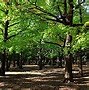 Image result for Photos of Yoyogi Park Now