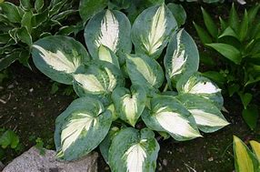 Image result for Hosta Hudson Bay