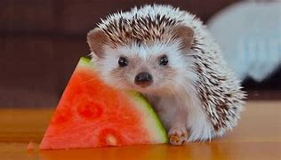 Image result for Hedgehog Eating a Hedge