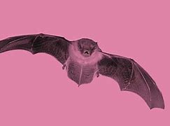 Image result for Noctule Bat