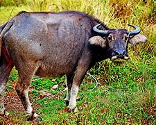Image result for carabao