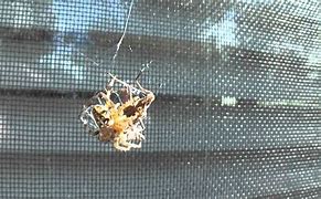 Image result for Hybrid Spider Cricket