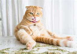Image result for Catnip Cat Drugs
