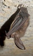 Image result for Elever Bats