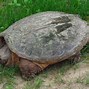 Image result for snapping turtle