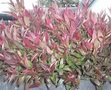 Image result for Leucothoe axillaris Red Lips