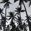 Image result for Girly Wallpaper Love Palm Trees