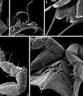 Image result for Isopod Life Cycle
