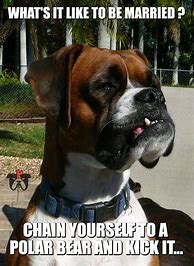 Image result for Funny Boxer Dog Memes