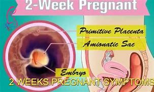 Image result for What Does Cm Look Like in Early Pregnancy