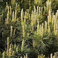 Image result for Pinus mugo var. pumilio Mars