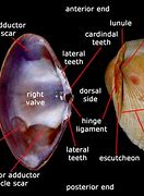 Image result for Clam Shape