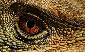 Image result for Reptile Aesthetic