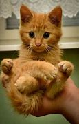 Image result for Snap of Cat in Hand