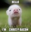 Image result for Pig Looking at Camera Meme