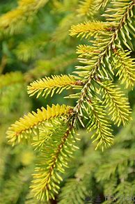 Image result for Picea Omorika Aurea