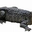 Image result for Alligator Clips Transparent