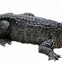 Image result for Realistic Alligator Clip Art