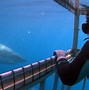 Image result for Great White Shark Babies