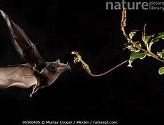Image result for Tube Lipped Nectar Bat