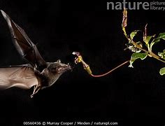 Image result for Tubed Lipped Nectar Bat