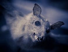 Image result for Scary Bat Hanging