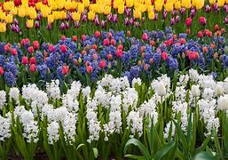 Image result for Spring Blooming Flowers