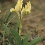 Image result for Iris Greenspot (Pumila-Group)