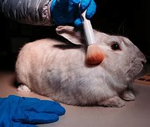 Image result for Animal Testing Photography