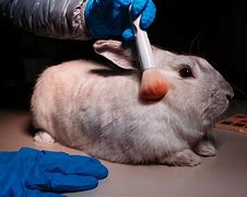 Image result for Animal Testing No More Experiments