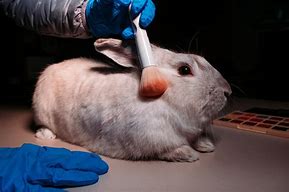 Image result for Cruelty of Animal Testing