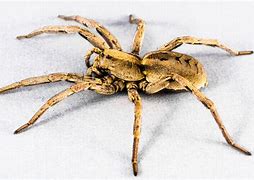 Image result for World's Biggest Wolf Spider