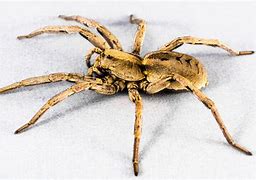 Image result for Australian Spiderbites