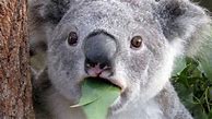 Image result for Shocked Koala