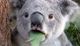 Image result for Angry Koala
