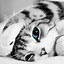 Image result for Cute Cat Wallpaper for iPhone