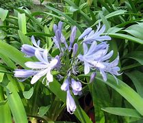 Image result for Agapanthus Peter Pan (Funnel-Group)