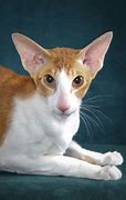 Image result for Oriental Bicolor Cat